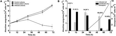 Chloroplast Ultrastructure and Photosynthetic Response of the Dinoflagellate Akashiwo sanguinea Throughout Infection by Amoebophrya sp.